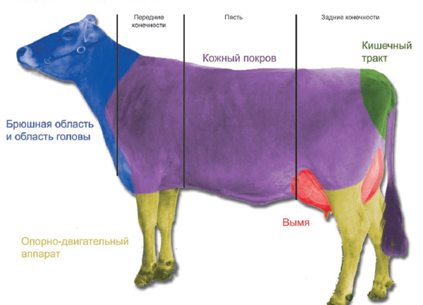 Жкт коровы схема